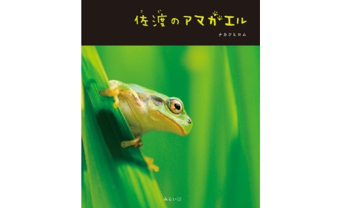 佐渡のアマガエル