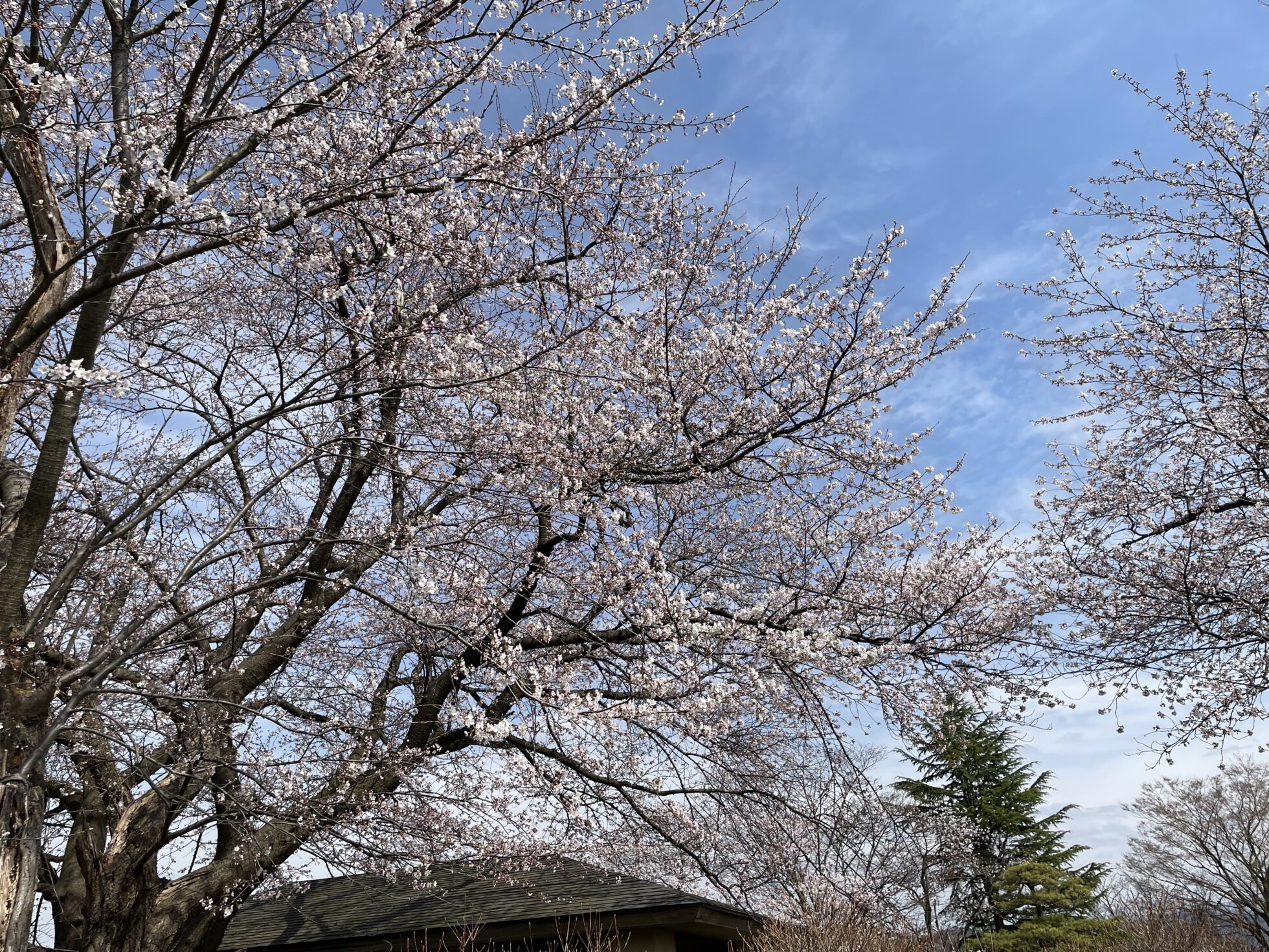 ４月は新しい１年のはじまり？ 海外からみた日本の学校